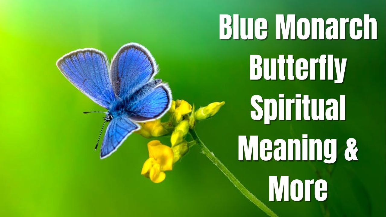 Blue Monarch Butterfly Spiritual Meaning & More