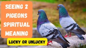 Seeing 2 Pigeons Spiritual Meaning