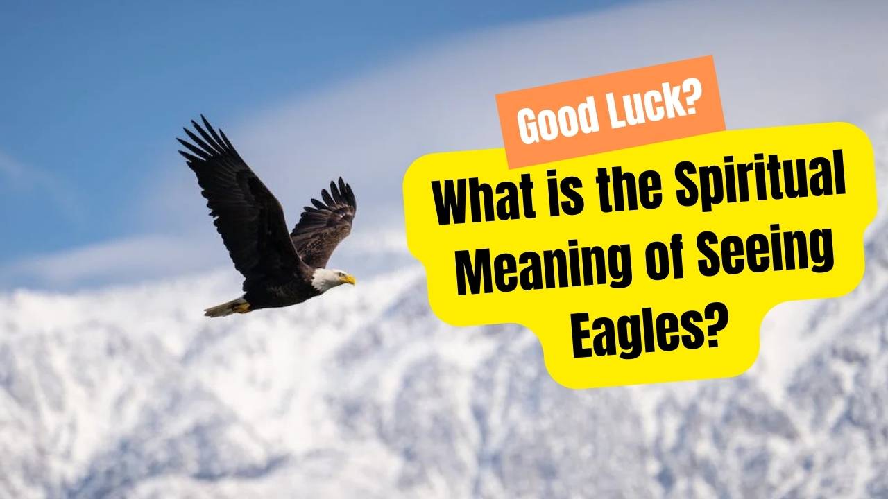 What is the Spiritual Meaning of Seeing Eagles?