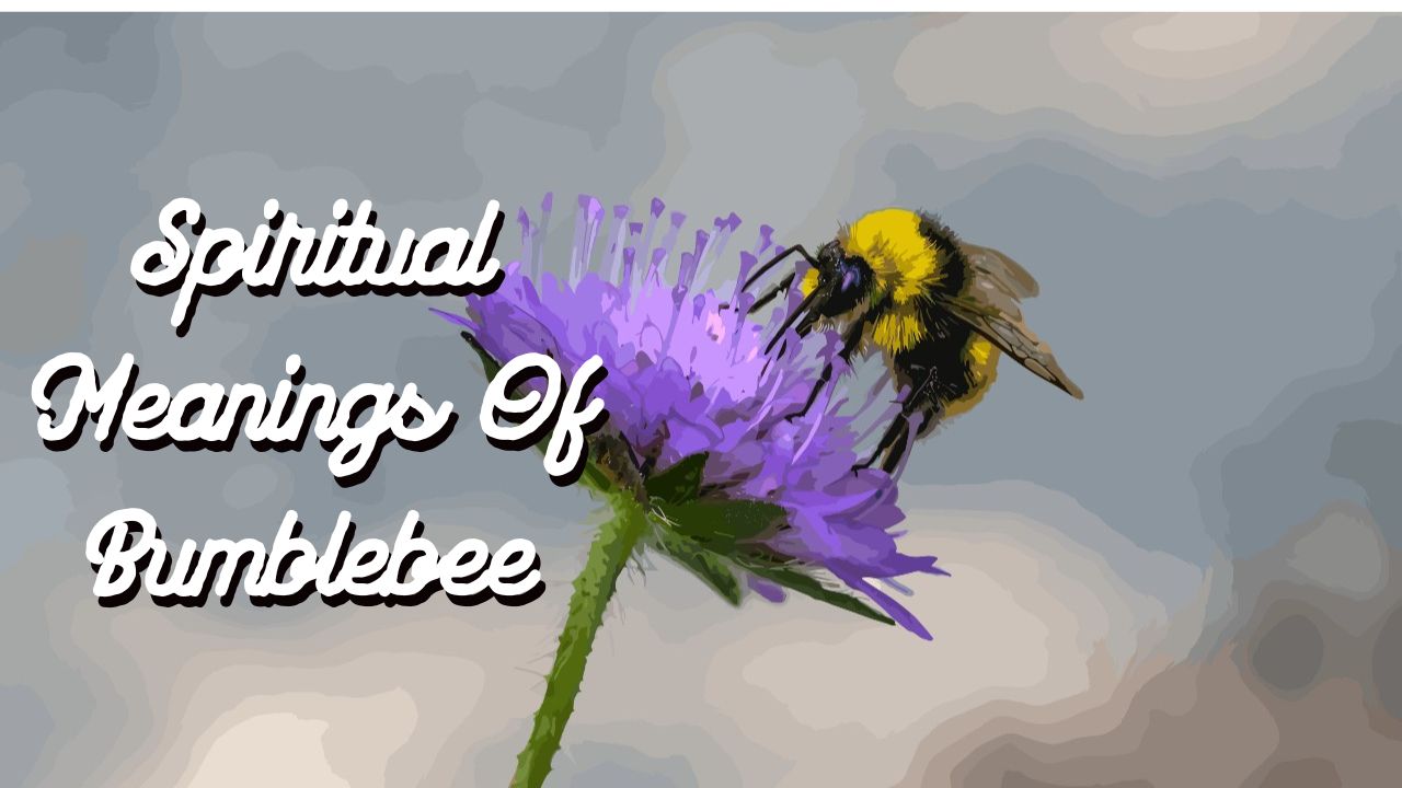 What are the Spiritual Meanings Of Bumblebee