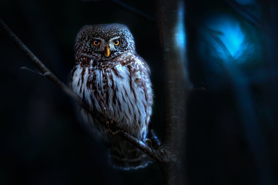 Seeing Owl At Night Spiritual Meaning